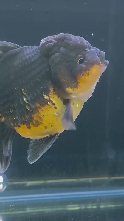 Apache SHOGUN YUANBAO ORANDA Male 5in