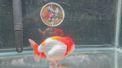 Red White Big Jelly LIONCHU 5.25in Female