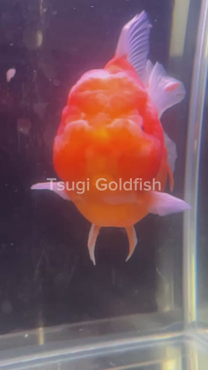 Mandarin Orange Oranda by Mr. SHOGUN | Grooming Quality | M | 4In