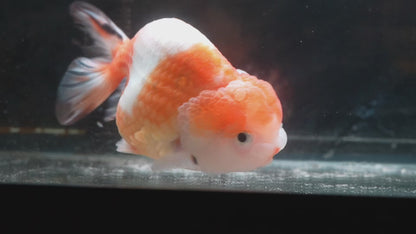Red White LIONCHU 4.75in Male
