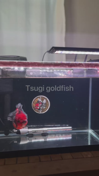 SHOW Quality SHOGUN ORANDA Male 5in