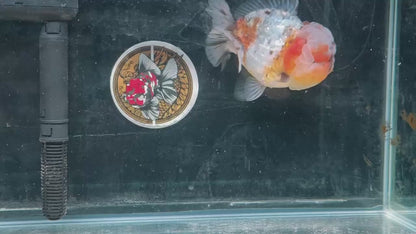 SHOGUN Super Chubby Face ORANDA Male 5.5in