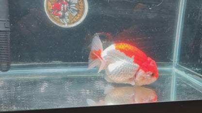 Red White Big Jelly LIONCHU 5.5in Female