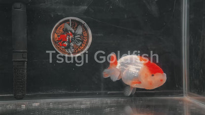 Red Lips LIONCHU 5.5in Male