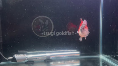 Godzilla RED TIGER ORANDA Juvenile Male 3in