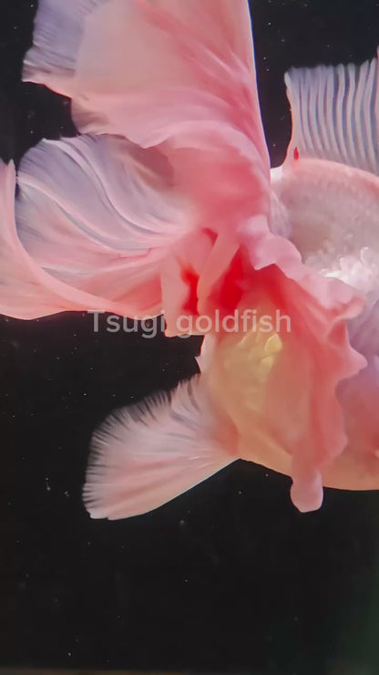 Tancho Pink Rose Tails ORANDA 5.5in Male