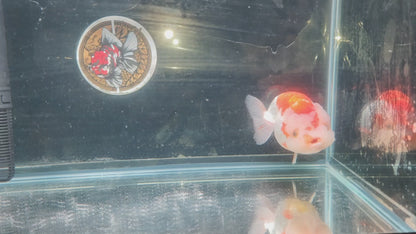 Red White Face Big Jelly LIONCHU 5.5in Male