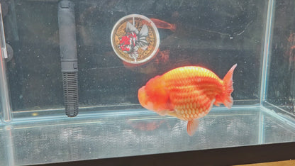 Super Red Big Jelly LIONCHU 5.25in Male