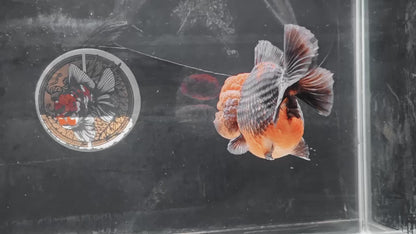 SHOGUN Apache Big Cheek  ORANDA Male 5in