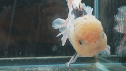 White Panda ORANDA Male 5.75in