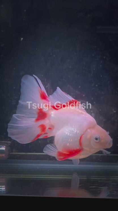 RYUKIN Super White Red Long Tails  Male 5.25in