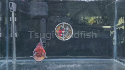 SHOGUN Apache ORANDA Male 4.5in