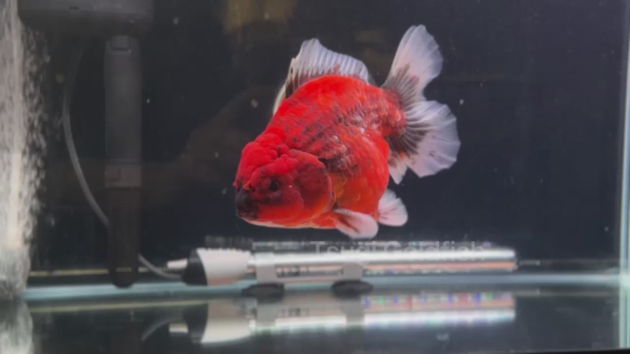 Jumbo Godzilla RED ORANDA Male 6in – Tsugi Goldfish