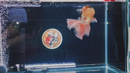 Pink Rose Tails and Jelly - Unique Birthmark | ORANDA | Female 5in