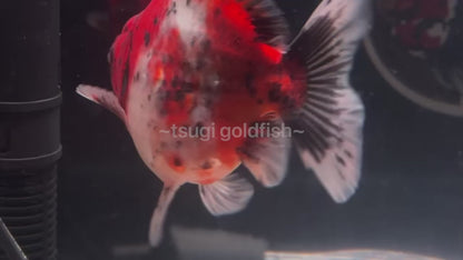 Godzilla RED WHITE TIGER ORANDA Juvenile Male 3.25in