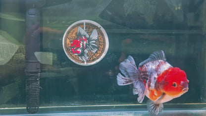 SHOGUN Red Head Calico ORANDA Male 4.5in