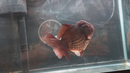 Black SHOGUN YUANBAO ORANDA Male 5in
