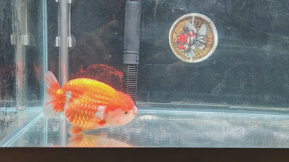 Red Lips Big Jelly LIONCHU 5.25in Male