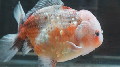 SHOGUN Calico ORANDA Male 4.5in