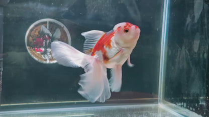 Candy Colors ORANDA 5in Female