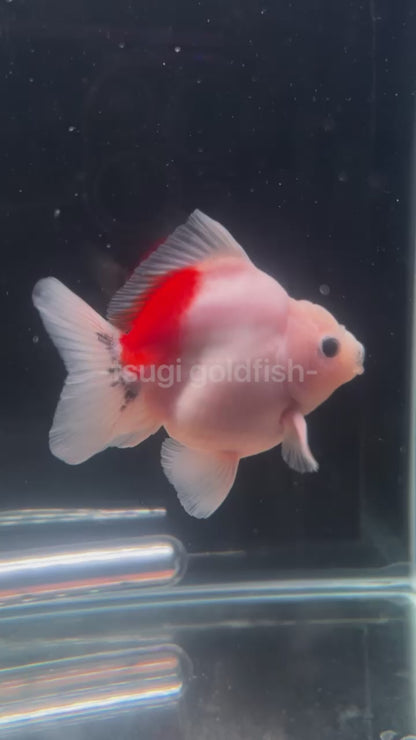 WHITE RED KOI ORANDA Juvenile Male 3.5in