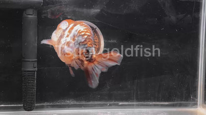 Calico LIONCHU 5.5in Female