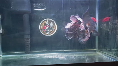 Black Panda Red Cap ORANDA Female 7in