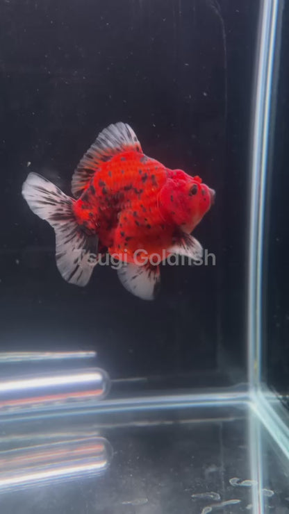 Godzilla RED TIGER ORANDA Juvenile Male 3.25in