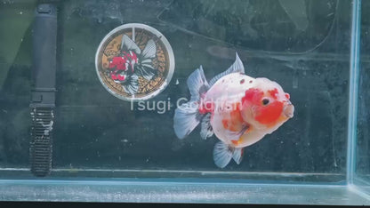 SHOGUN Calico ORANDA Male 5in