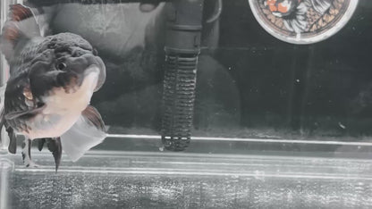 Orchid Tails Panda ORANDA 5in Female