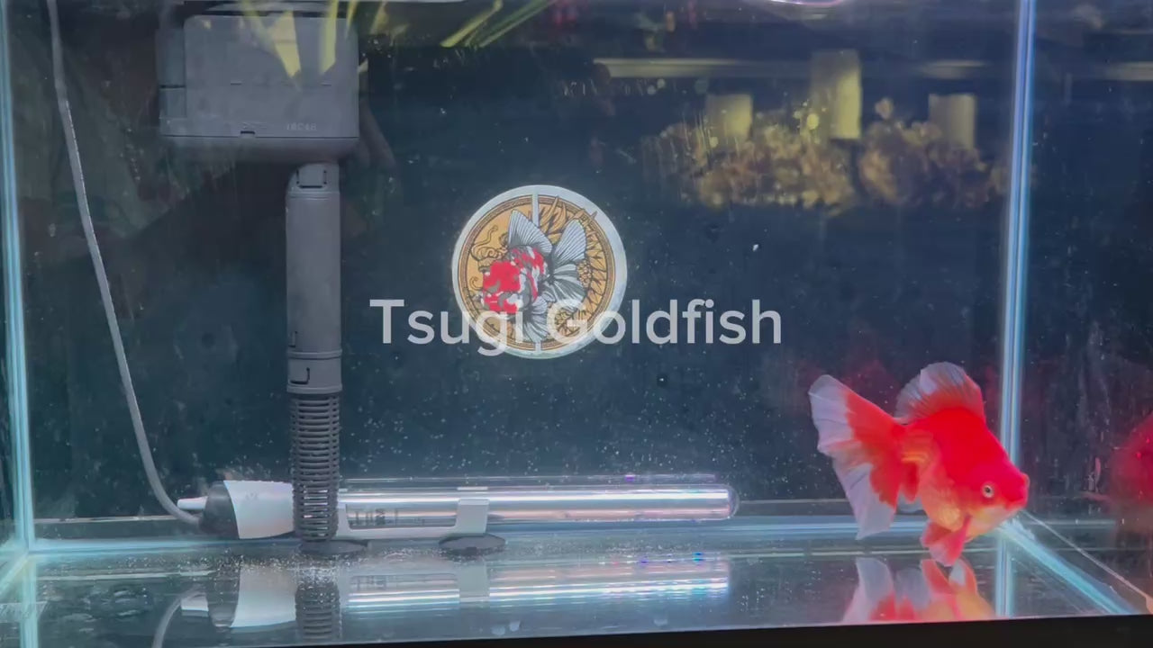 RYUKIN Super Red White Long Tails Male 5in – Tsugi Goldfish