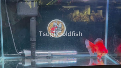 RYUKIN Super Red White Long Tails Male 5in