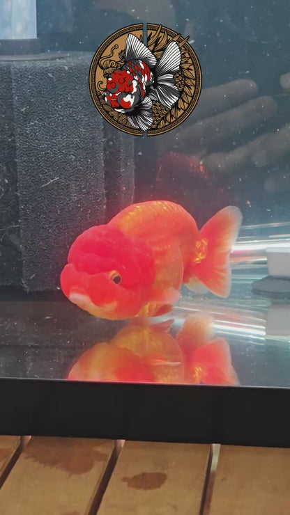 Super Red LIONCHU 4.25in Female