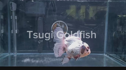 White Panda ORANDA Male 5.5in