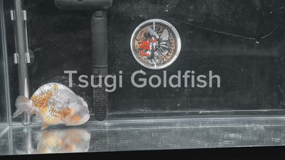 Platinum Gold LIONCHU 5.5in Female