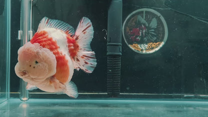 SHOGUN Godzilla Calico ORANDA Male 5.5in