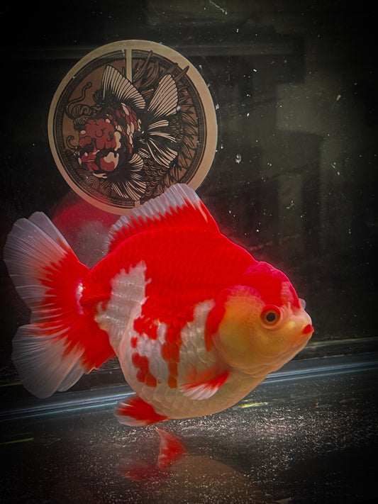 Super RED (NOT Orange) ORANDA Female 5in
